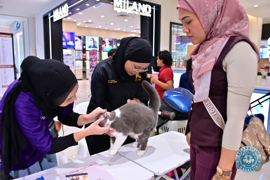 dr meow event 1 pic 3
