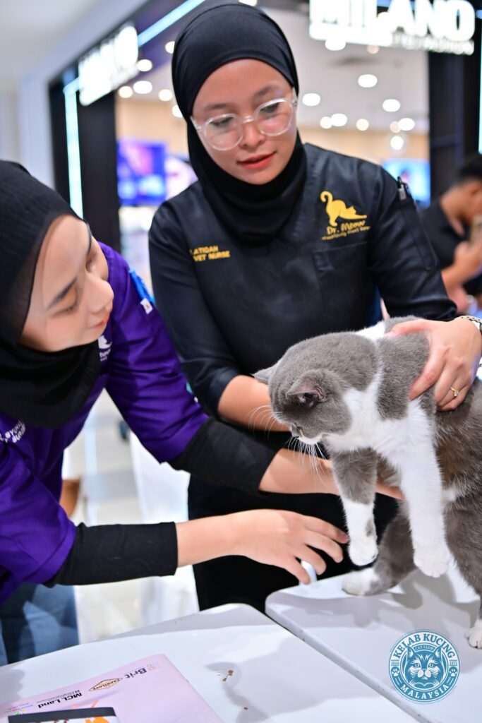 dr meow event 1 pic 4