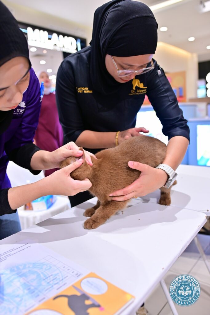 dr meow event 2 pic 1